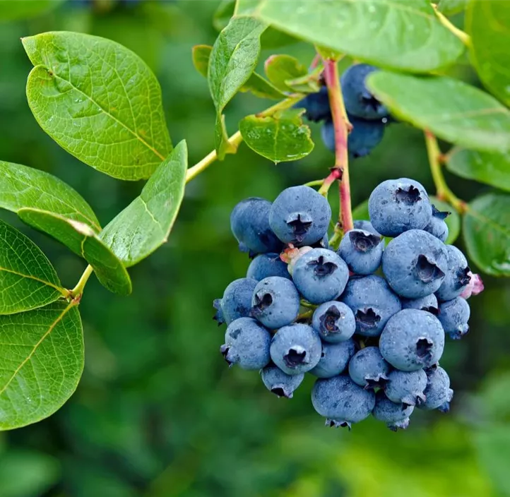 Heidelbeere 'Brigitta Blue'