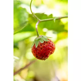 Fragaria ananassa Mara de Bois
