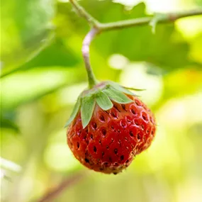 Fragaria ananassa Mara de Bois