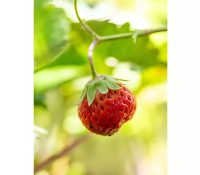 Fragaria ananassa Mara de Bois