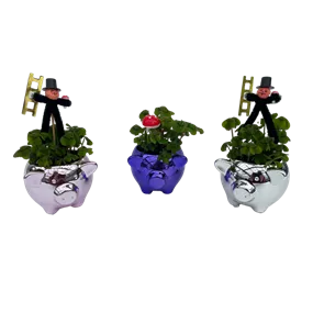 Oxalis tetraphylla im Metallic-Schweinchen