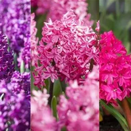 Hyacinthus orientalis Pastell Mischung