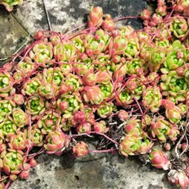 Rosularia  sedoides