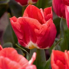 Tulipa Hybride Artic Red ®