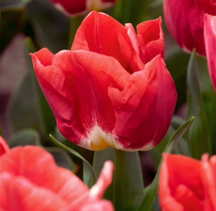 Tulpe Artic Red ®