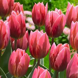 Tulipa Hyride Pretty Princess