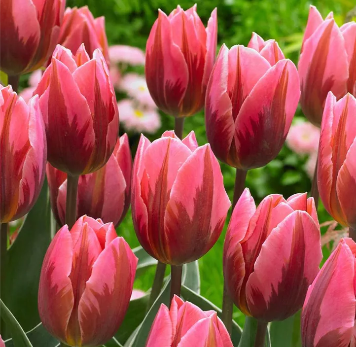 Tulpe 'Pretty Princess'