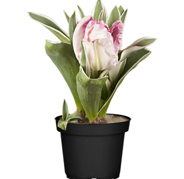 Tulpe 'Pretty Princess'
