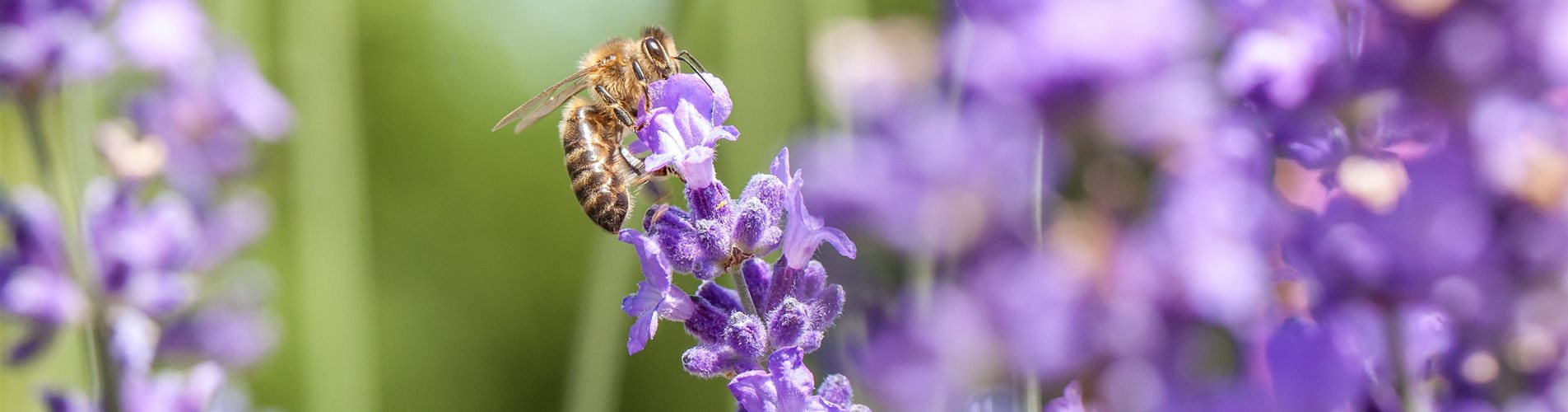 Lavendel mit Biene Lavendel mit Biene