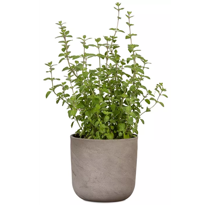 Übertopf Travertino