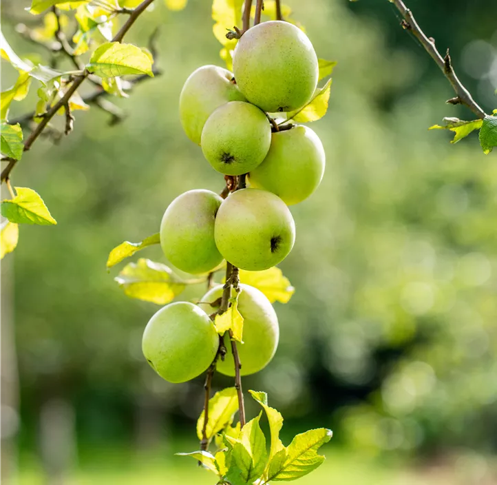 Apfel 'Batullenapfel'