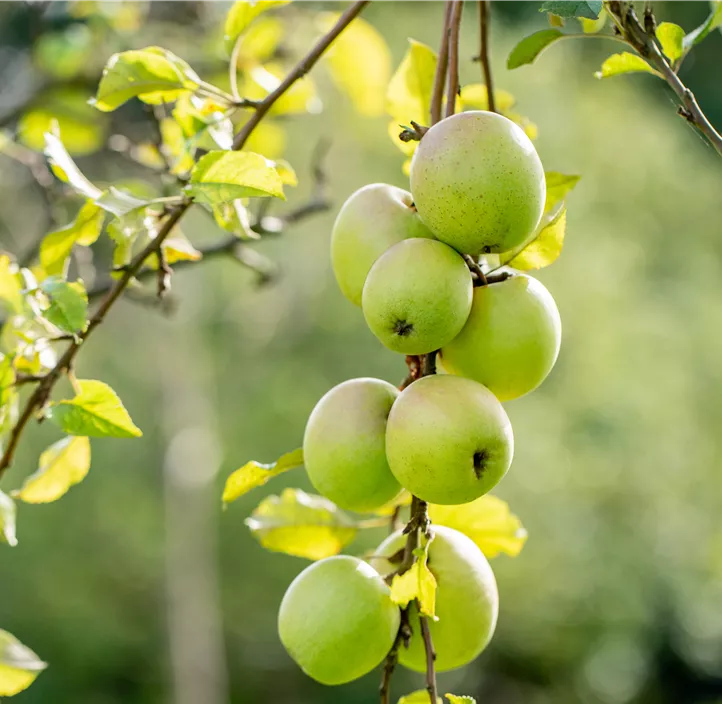 Apfel 'Batullenapfel'