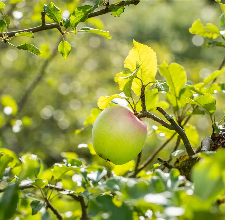 Apfel 'Batullenapfel'