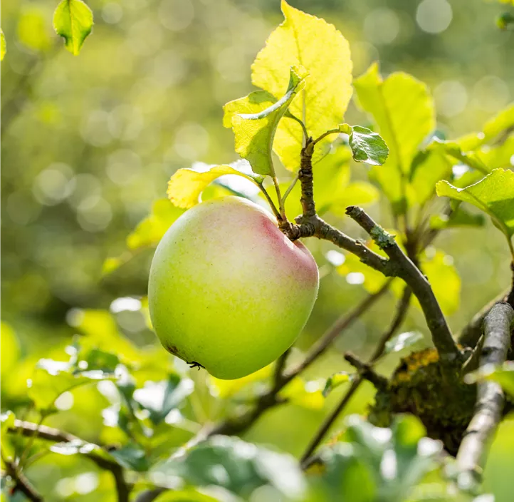 Apfel 'Batullenapfel'