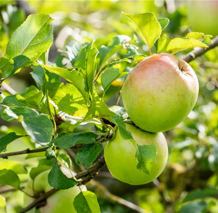 Apfel 'Batullenapfel'