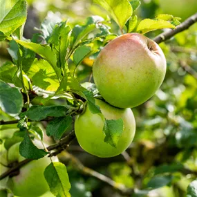 Malus domestica Batullenapfel