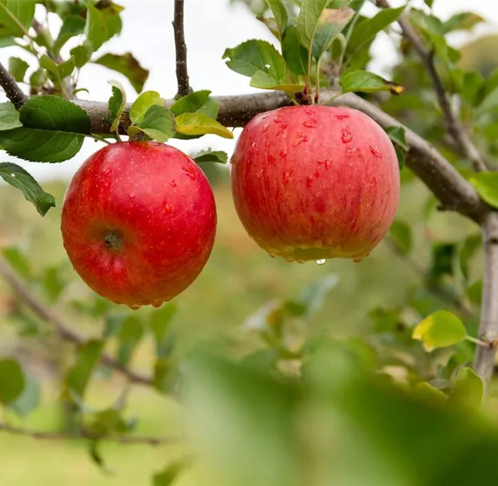 Apfel 'Mantet'