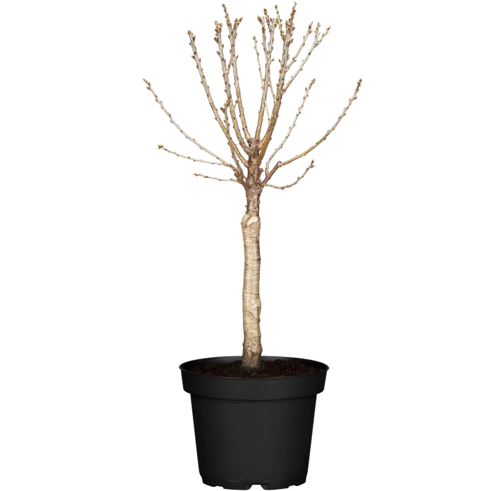 Zwergsauerkirsche 'Piemont'