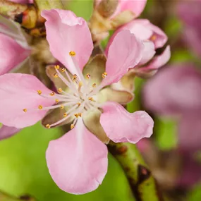 Prunus dulcis Robijn