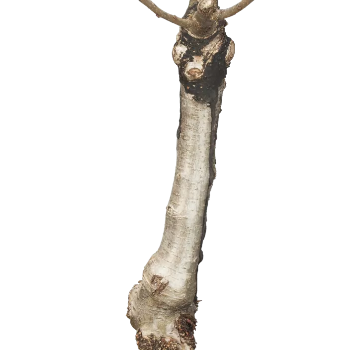 Zwergapfel 'Delicado'