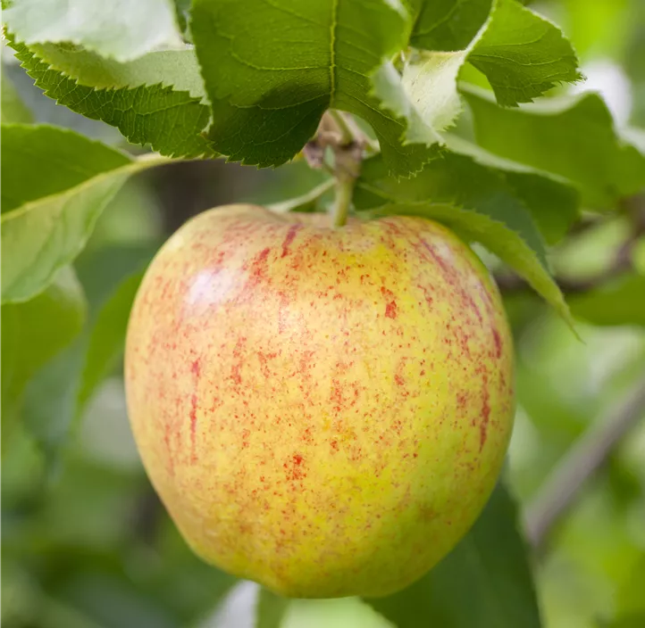 Zwergapfel 'Delicado'