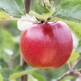 Malus