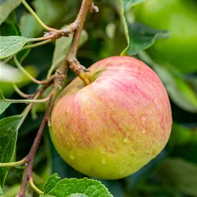 Malus domestica 'Starline'