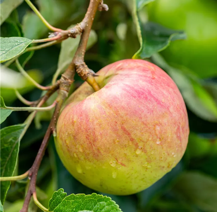 Bio Säulenapfel 'Starline'
