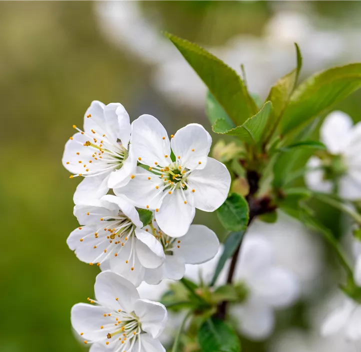 Bio Säulenkirsche 'Starline'