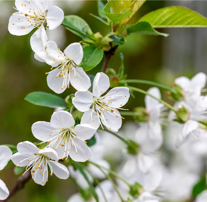 Bio Säulenkirsche 'Starline'