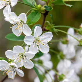 Prunus avium 'Starline'
