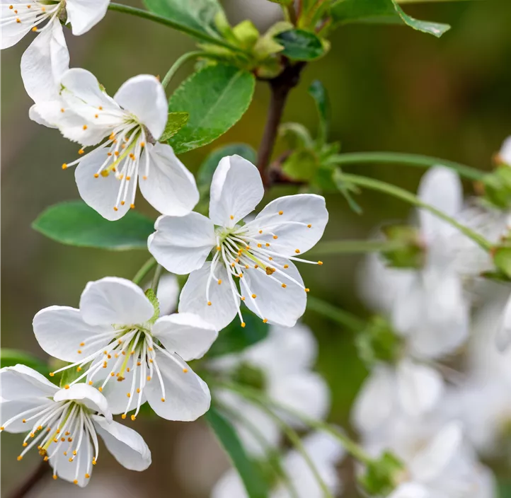 Bio Säulenkirsche 'Starline'