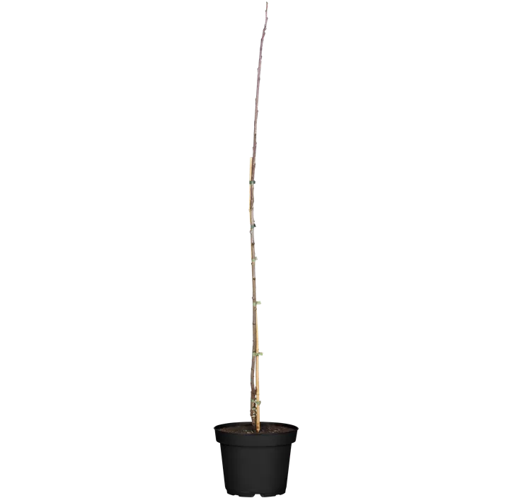 Bio Säulenpflaume 'Starline'