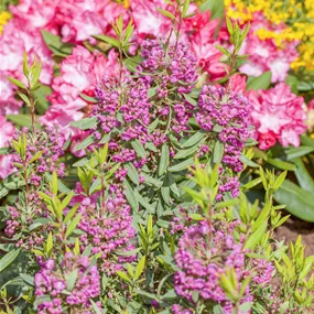 Kalmia angustifolia 'Rubra'