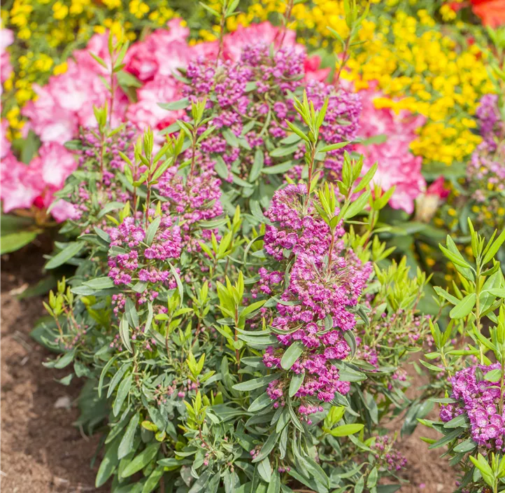 Rotes Lorbeerröslein 'Rubra'