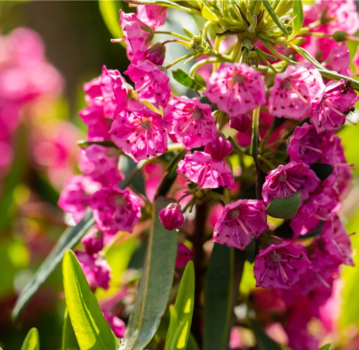 Rotes Lorbeerröslein 'Rubra'