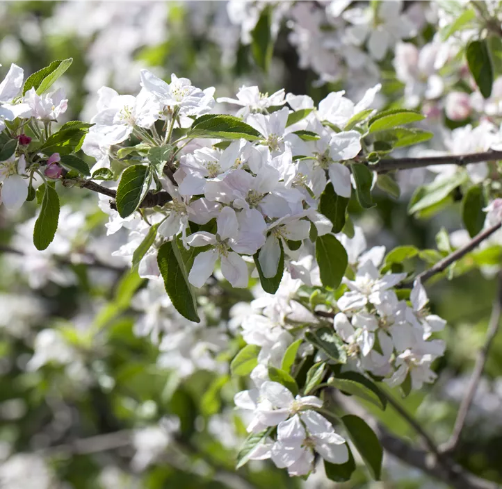 Säulenapfel 'Goldcats'(s)