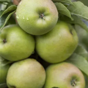 Malus domestica Greencats