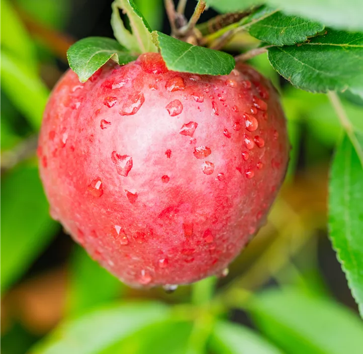 Apfel 'Ilzer Rosenapfel'