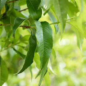 Prunus persica var. nucipersica