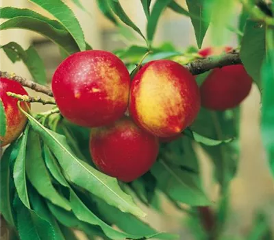  Prunus Nucipersica