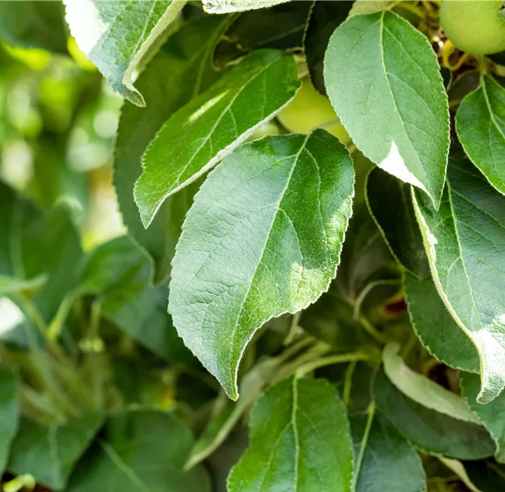 Säulenapfel 'Suncats'®