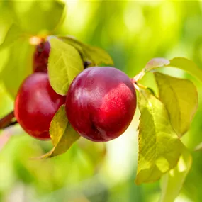 Prunus nucipersica Nectarella