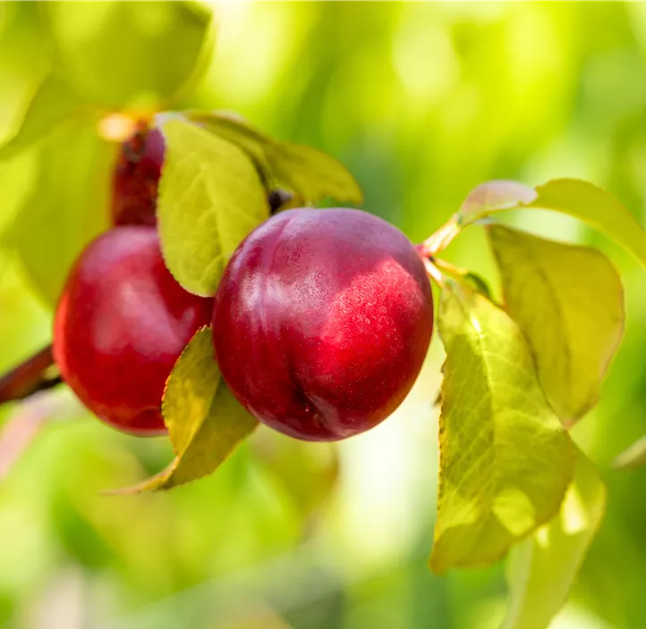 Zwergnektarine 'Nectarella'