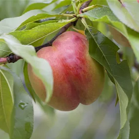 Prunus persica Independence