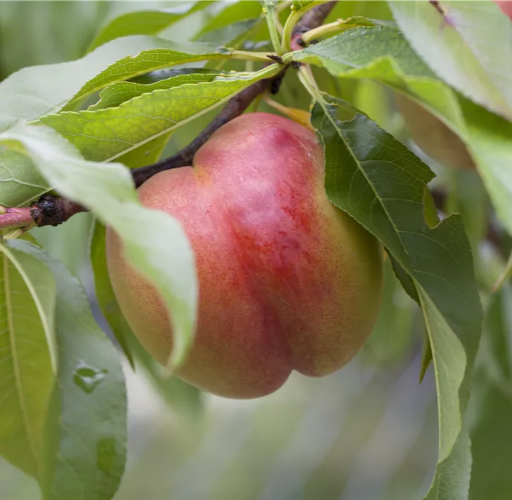 Nektarine 'Independence'