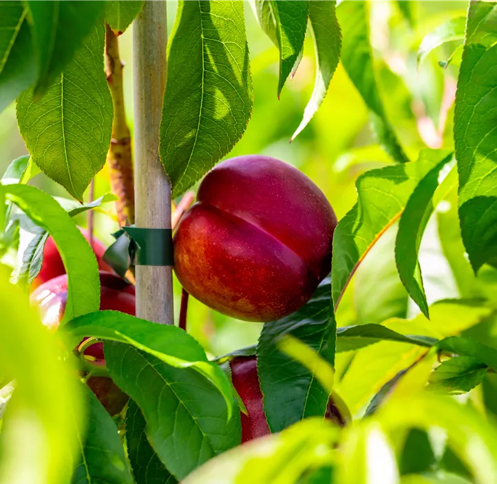 Nektarine 'Snow Queen'