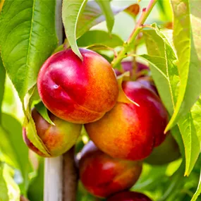 Prunus persica Snow Queen