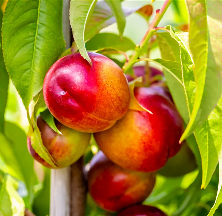 Nektarine 'Snow Queen'