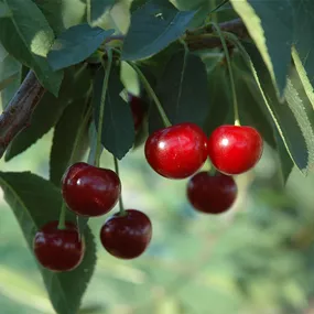 Prunus cerasus Compact Stella